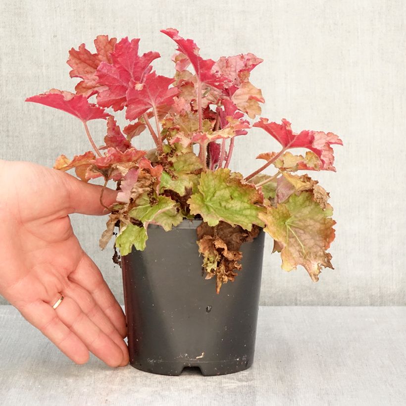 Spécimen de Heuchère - Heuchera Ginger Peach Pot de 1L/1,5L tel que livré au printemps