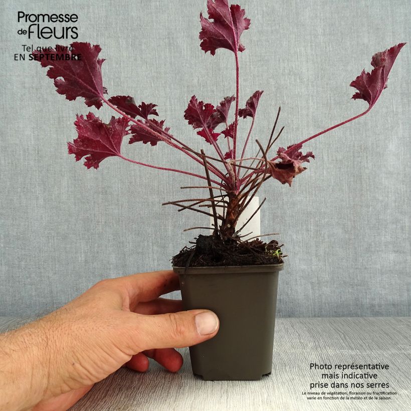 Spécimen de Heuchère - Heuchera L. Dark Secret Godet de 8/9 cm tel que livré en été