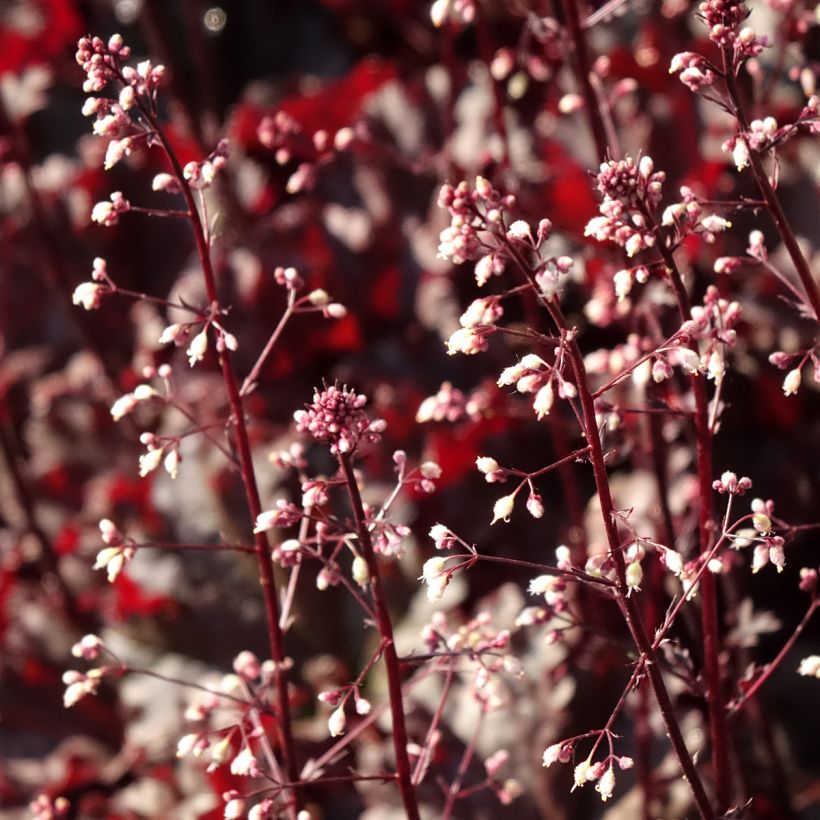 Heuchère - Heuchera L. Dark Secret (Floraison)