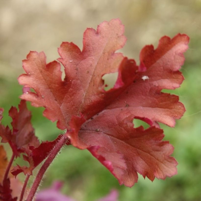 Heuchère - Heuchera Marmelade (Foliage)