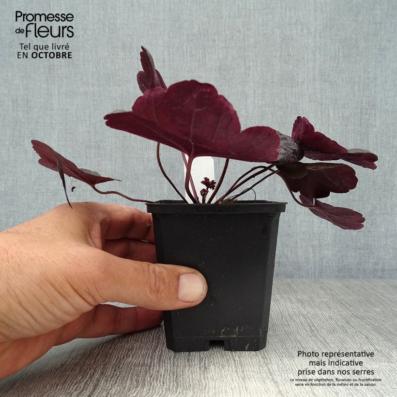 Spécimen de Heuchère - Heuchera Obsidian Godet de 8/9 cm tel que livré en automne