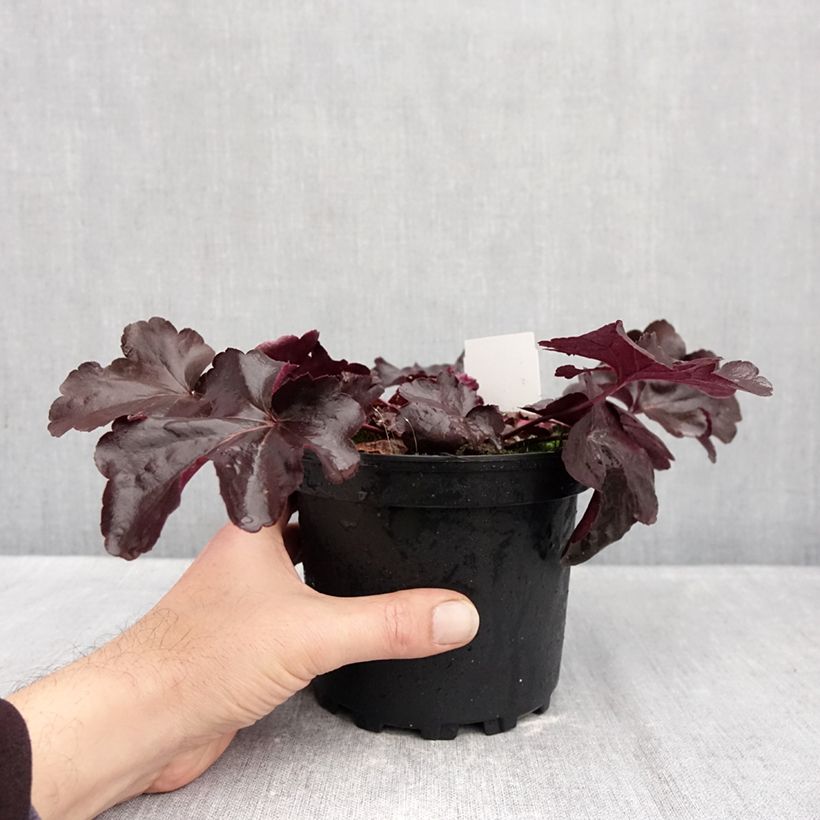 Spécimen de Heuchère - Heuchera Obsidian Pot de 1,5L/2L tel que livré en automne