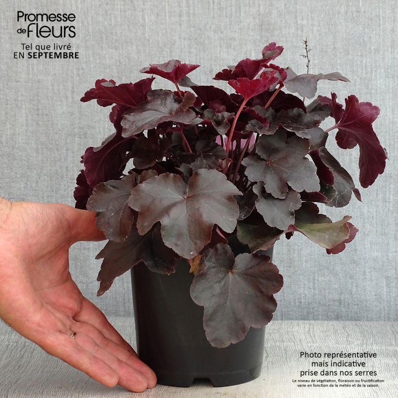 Spécimen de Heuchère - Heuchera Obsidian Pot de 1,5L/2L tel que livré en été