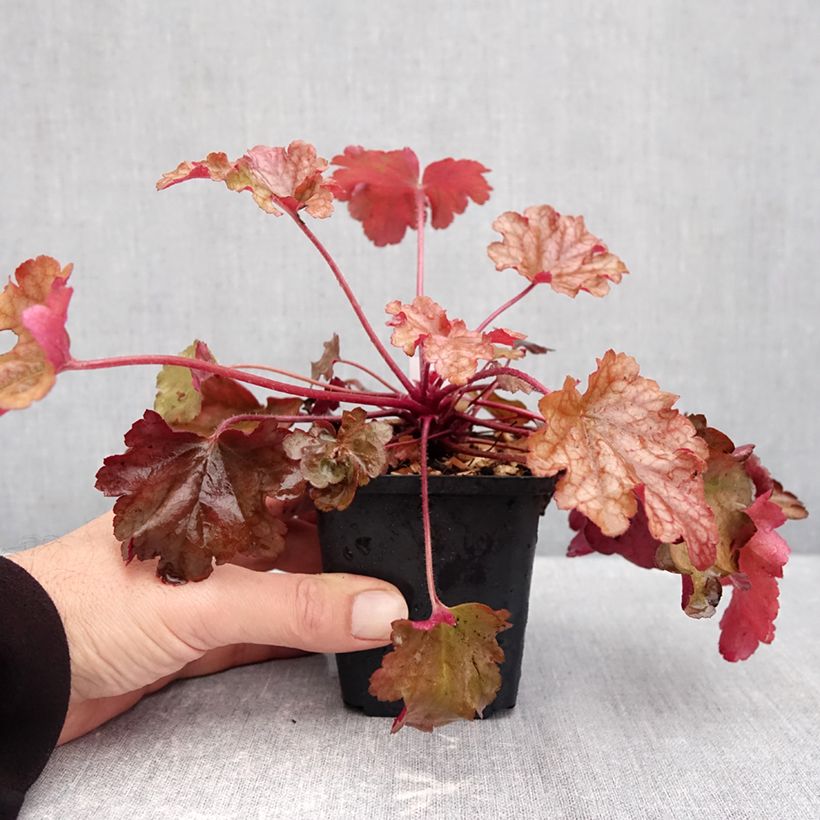 Spécimen de Heuchère - Heuchera Peach flambé Godet de 8/9 cm tel que livré en automne