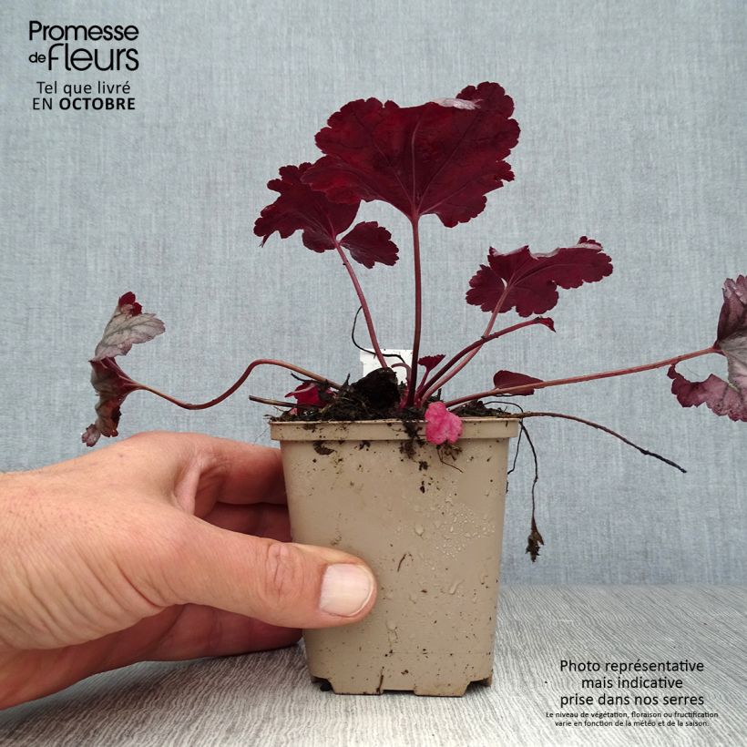 Spécimen de Heuchère - Heuchera Plum Royale Godet de 8/9 cm tel que livré en automne