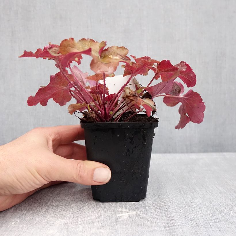 Spécimen de Heuchère - Heuchera Red Sea® Godet de 8/9 cm tel que livré en automne