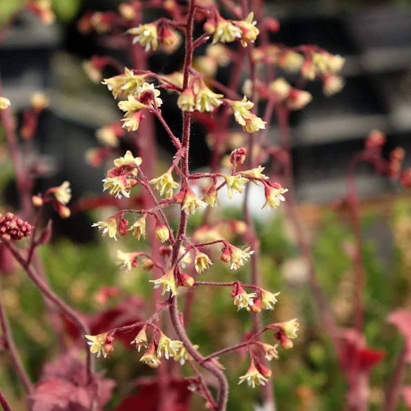 Heuchère - Heuchera Root Beer (Floraison)