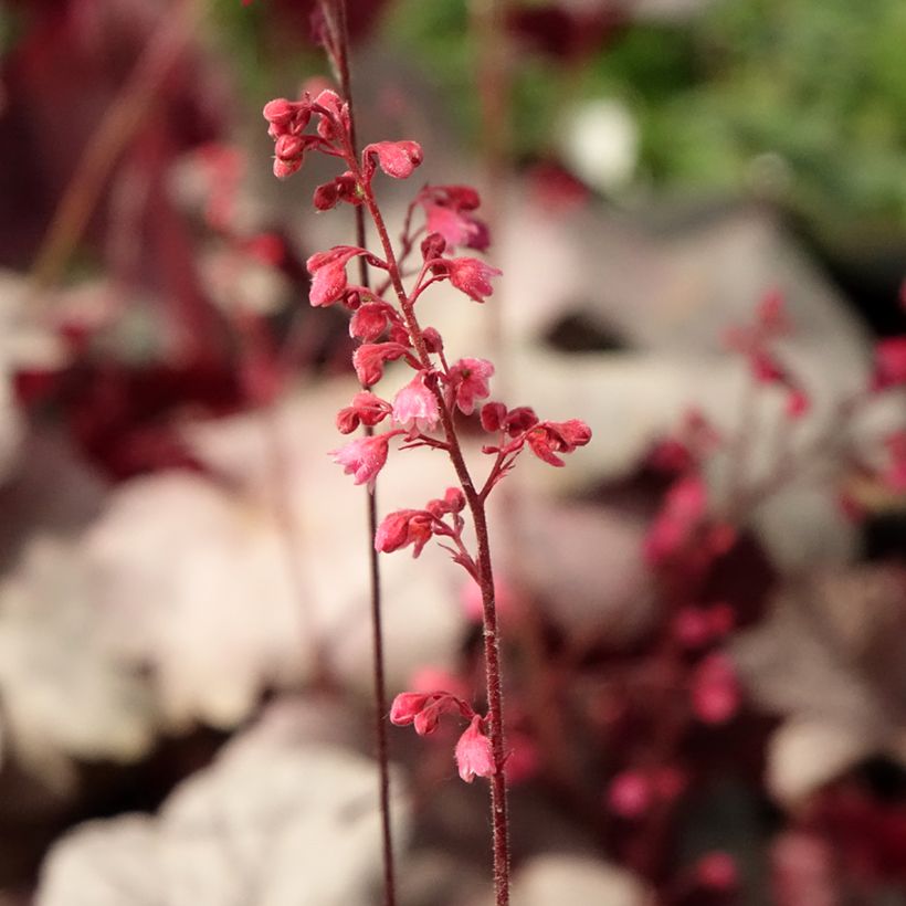 Heuchère - Heuchera Silver Gumdrop (Floraison)