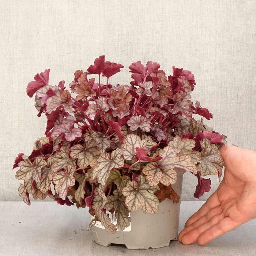 Spécimen de Heuchère - Heuchera Silver Scrolls Pot de 2L/3L tel que livré au printemps