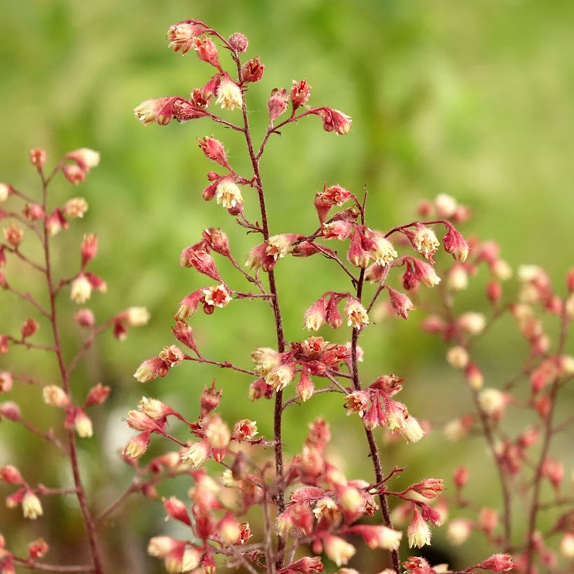 Heuchère - Heuchera Spellbound (Flowering)