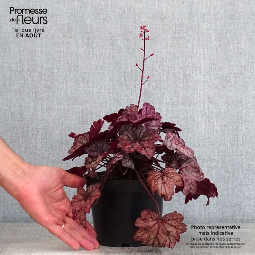 Spécimen de Heuchère - Heuchera Sugar Plum Pot de 2L/3L tel que livré en été