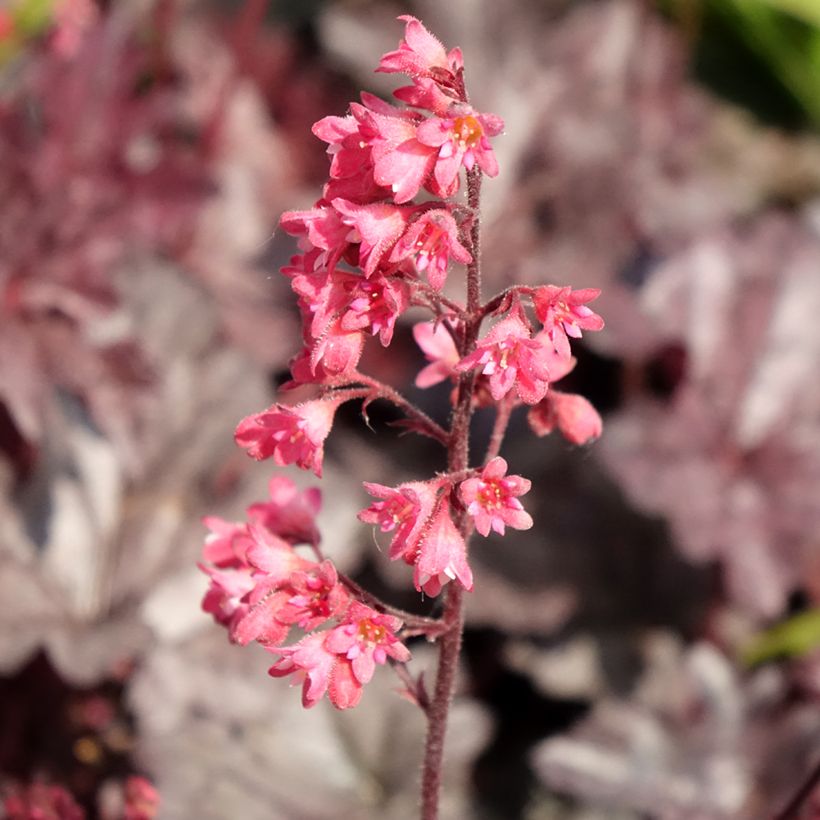 Heuchère - Heuchera Timeless Treasure (Floraison)