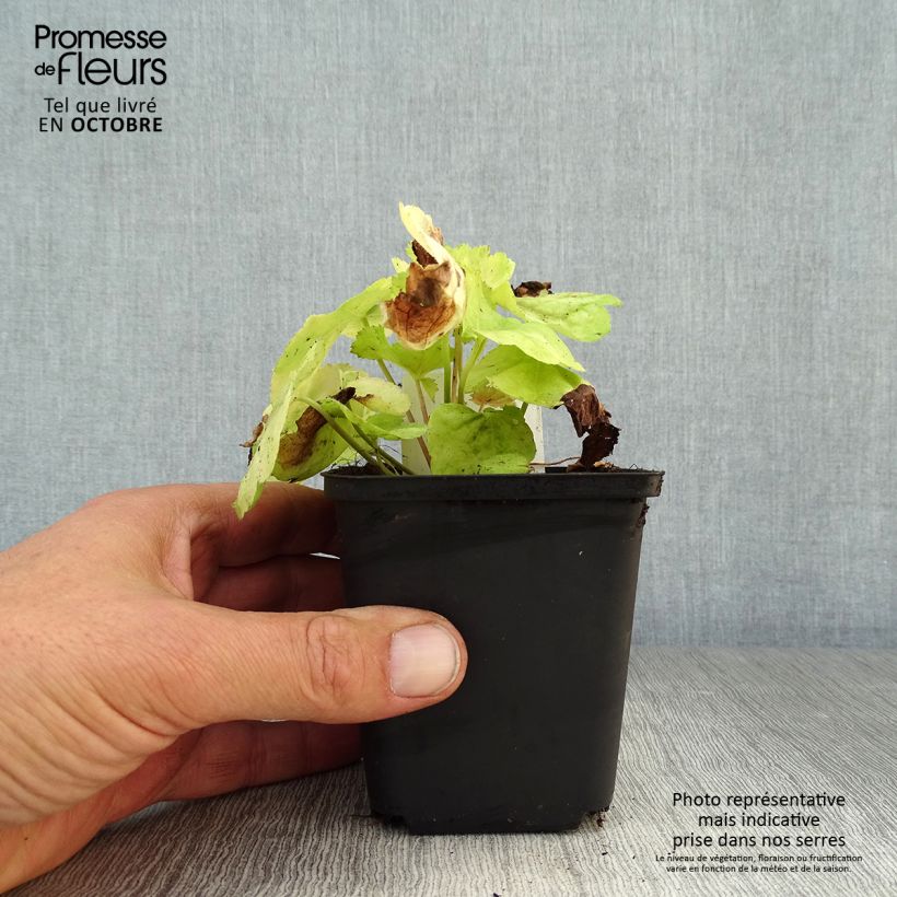 Spécimen de Heuchère - Heuchera Tiramisu Godet de 8/9 cm tel que livré en automne