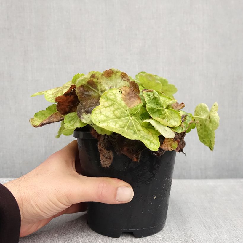 Spécimen de Heuchère - Heuchera Tiramisu Pot de 1,5L/2L tel que livré en automne