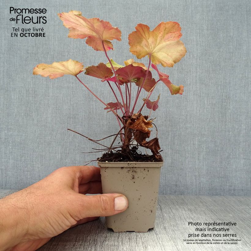 Spécimen de Heuchère - Heuchera Mega Caramel Godet de 8/9 cm tel que livré en automne