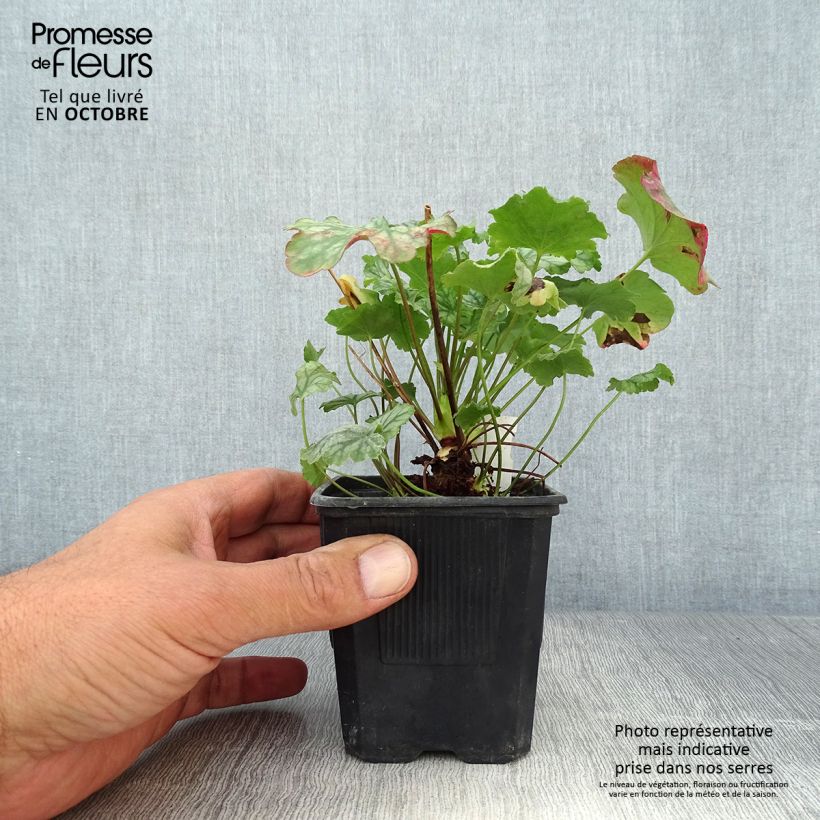 Spécimen de Heuchère - Heuchera Paris Godet de 8/9 cm tel que livré en automne