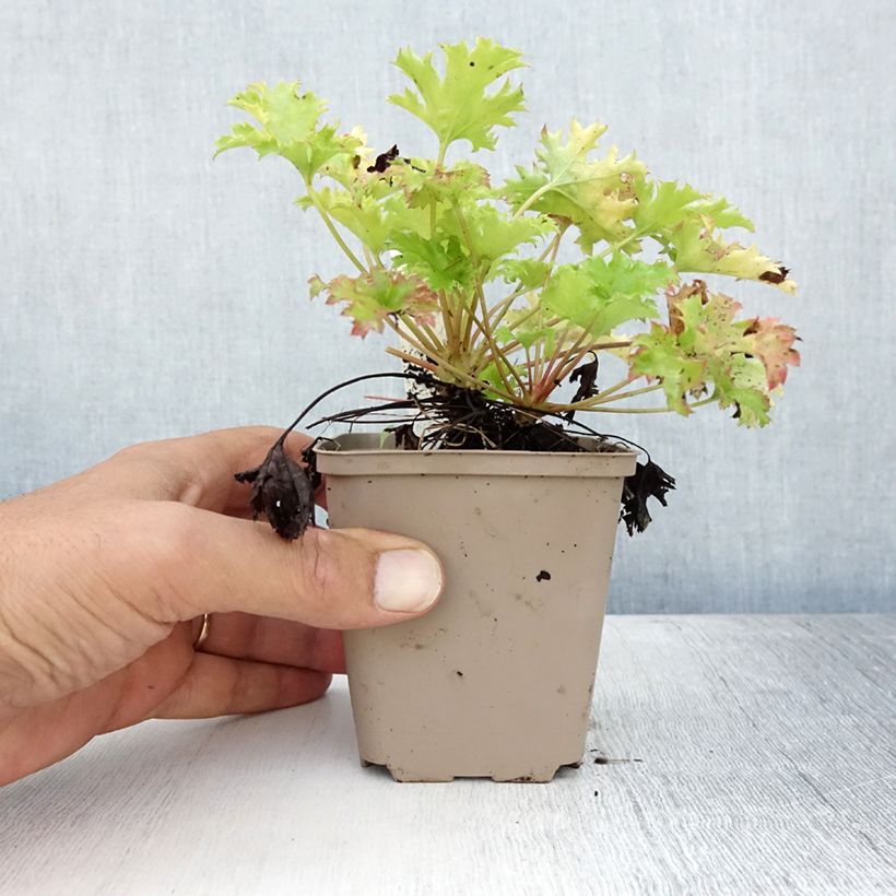 Spécimen de Heuchère Pear Crisp Godet de 8/9 cm tel que livré en été