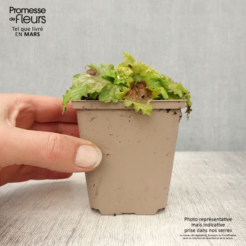 Spécimen de Heuchère Pear Crisp Godet de 8/9 cm tel que livré au printemps