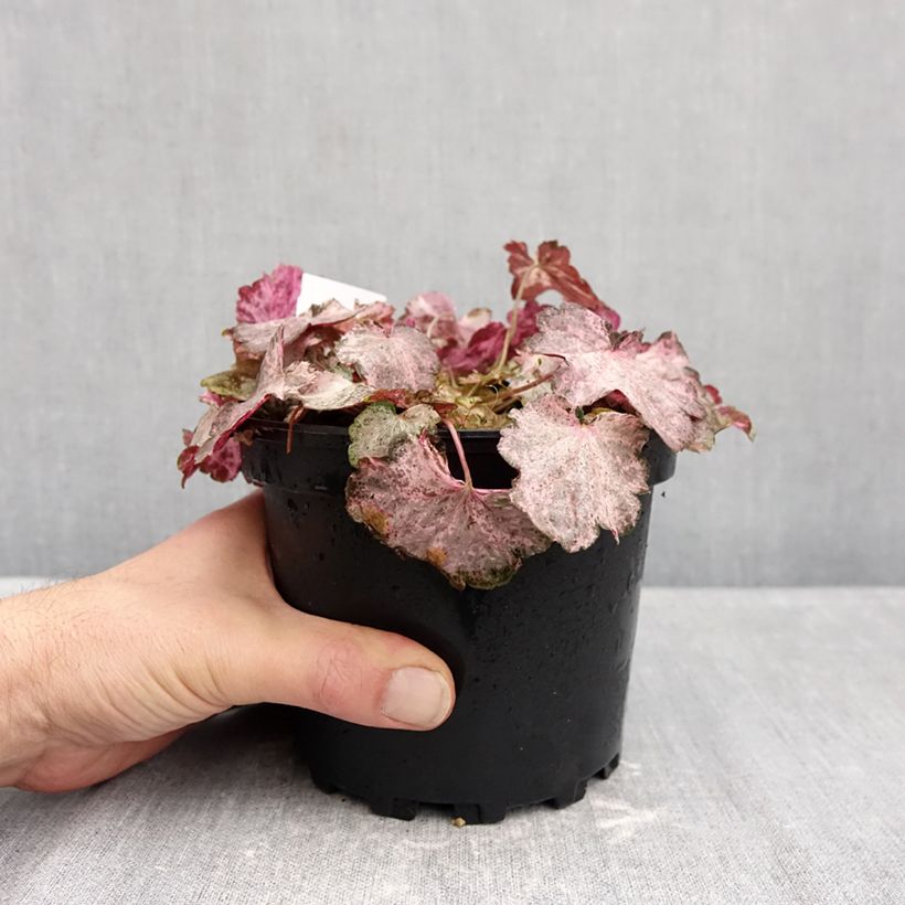 Spécimen de Heuchère - Heuchera Pinky Panky Pot de 1,5L/2L tel que livré en automne