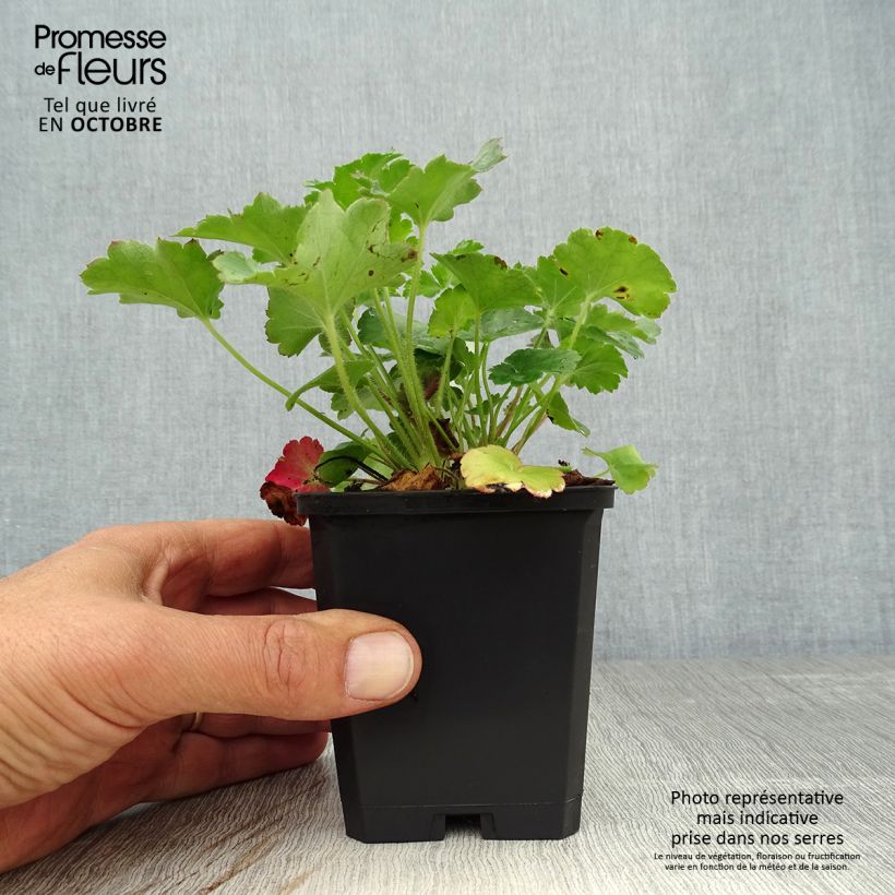 Spécimen de Heuchère - Heuchera sanguinea Leuchtkäfer Godet de 8/9 cm tel que livré en automne