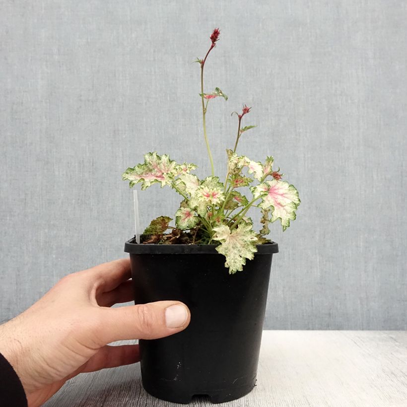 Spécimen de Heuchère Snowy Panky Pot de 1,5L/2L tel que livré au printemps