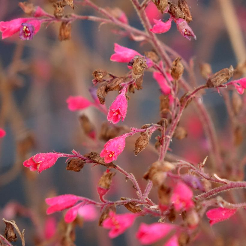 Heuchère Snowy Panky (Floraison)