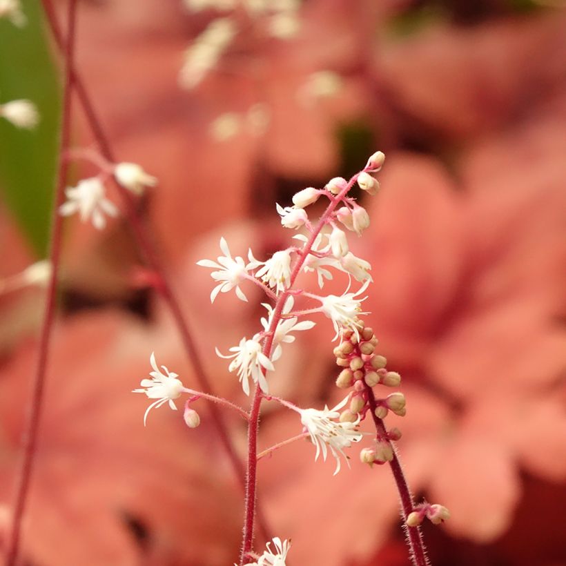 Heucherella Buttered Rum (Floraison)