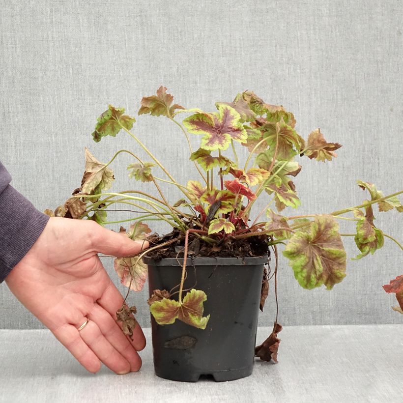Spécimen de Heucherella Golden Zebra Pot de 1,5L/2L tel que livré en automne