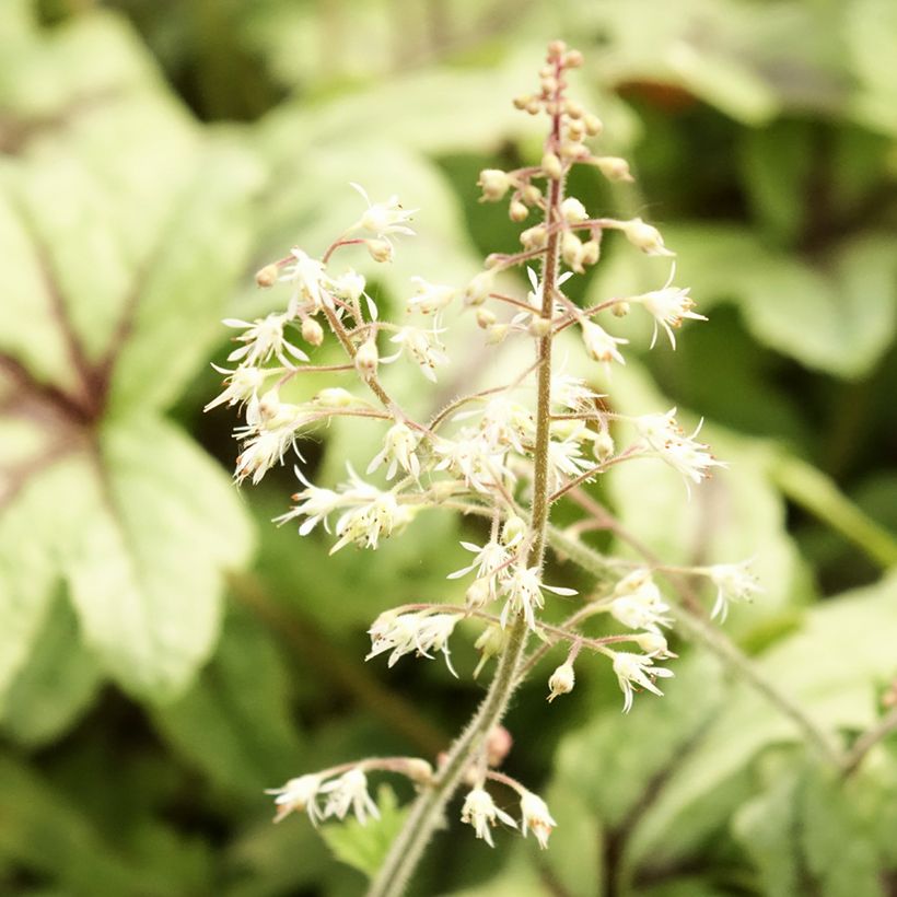Heucherella Kimono (Floraison)