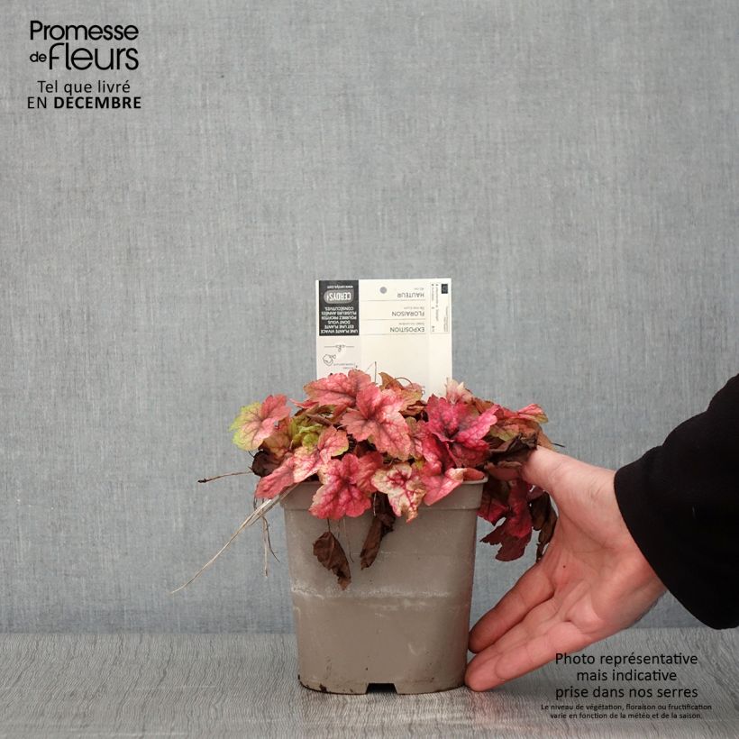 Spécimen de Heucherella Stoplight Pot de 2L/3L tel que livré en automne