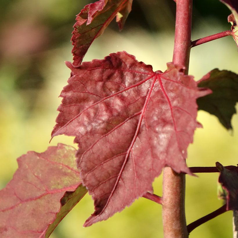 Hibiscus moscheutos Carousel Ghost - Hibiscus des marais (Foliage)