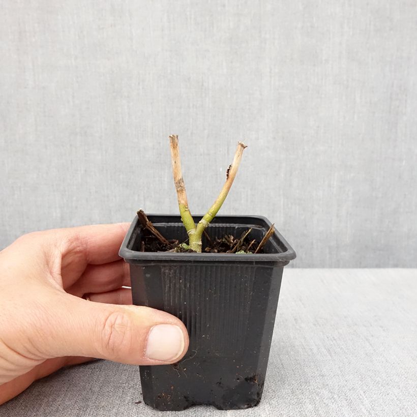 Example of Hibiscus moscheutos Carousel Ghost - Hibiscus des marais Godet de 8/9 cm as you get in printemps