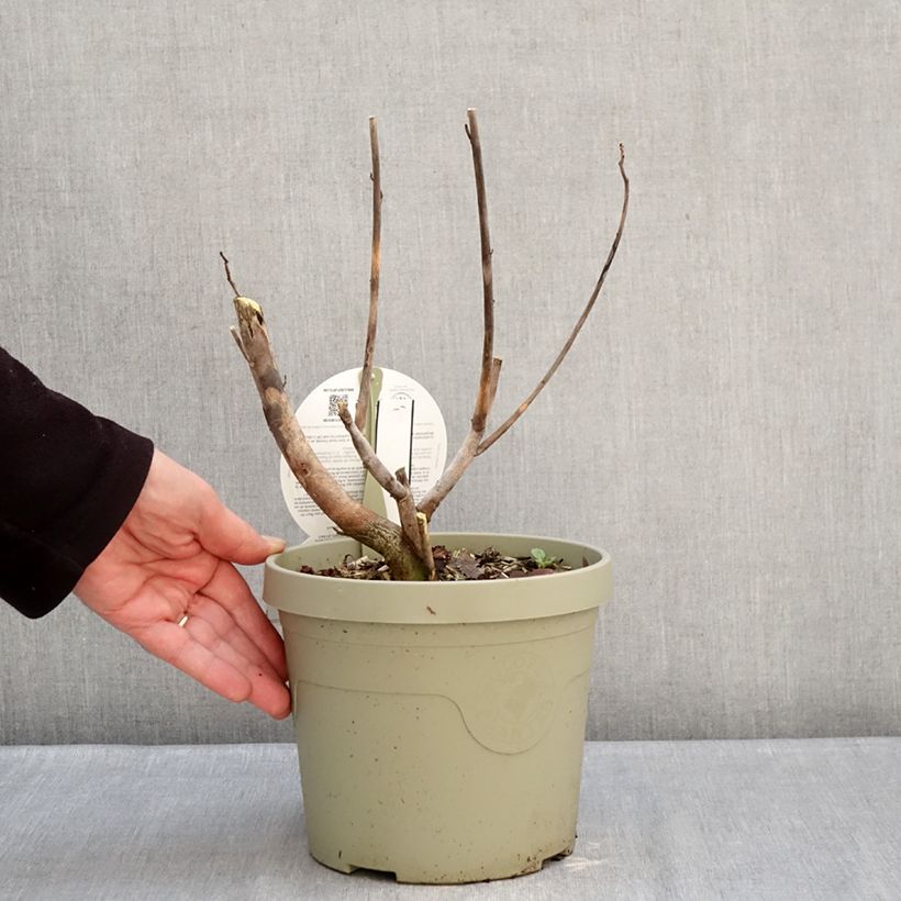 Example of Hibiscus moscheutos Carousel Ghost - Hibiscus des marais Pot de 3L/4L as you get in hiver