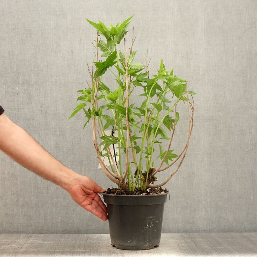 Spécimen de Hibiscus moscheutos Fujin - Hibiscus des marais nain Pot de 4L/5L tel que livré au printemps