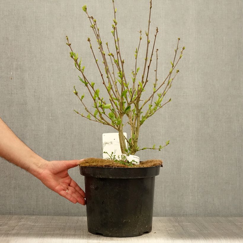 Spécimen de Hibiscus Pink Giant - Althéa rose à coeur rouge Pot de 7,5L/10L tel que livré au printemps