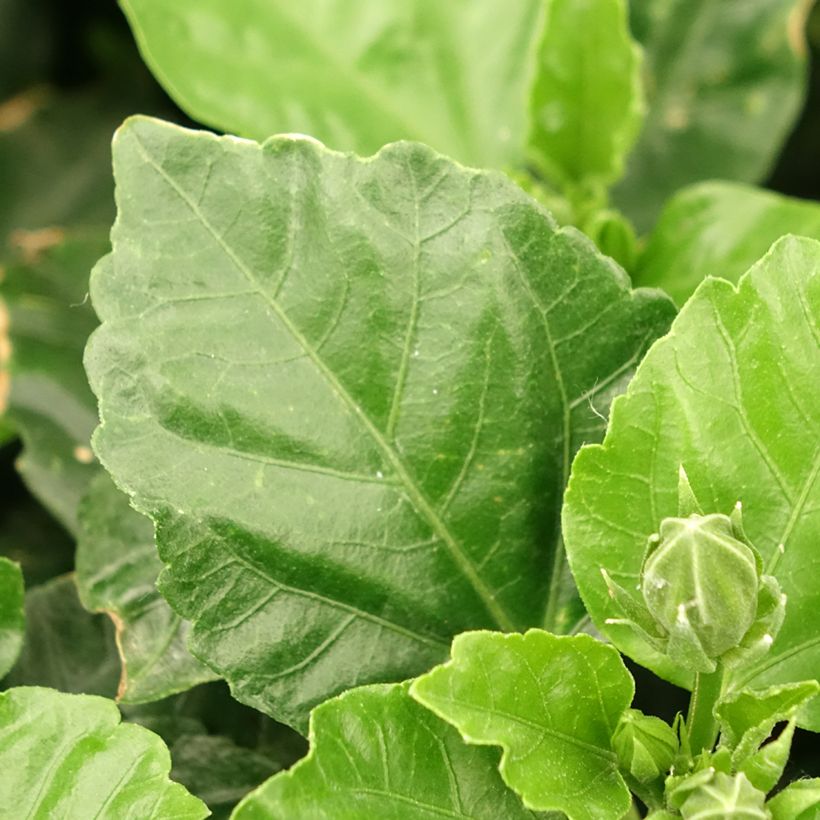 Hibiscus rosa-sinensis - Rose de Chine (Feuillage)