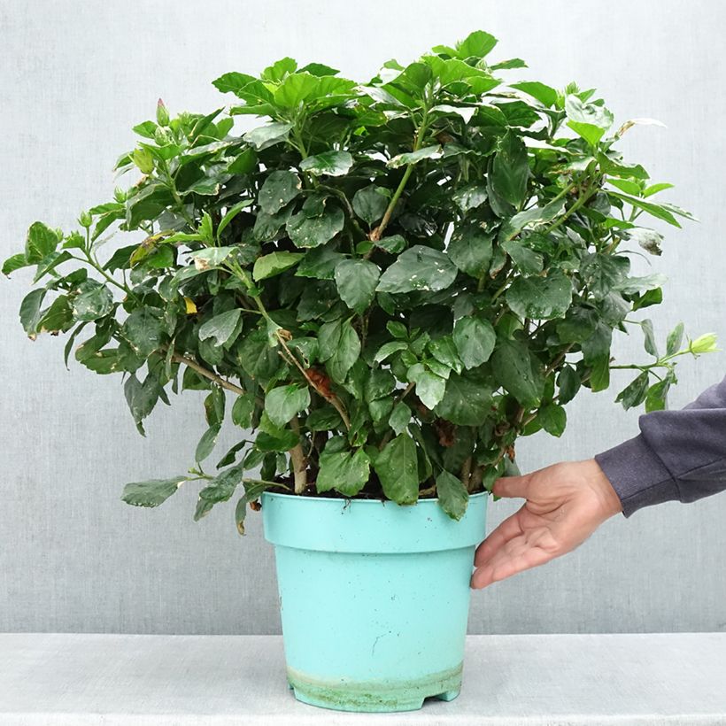 Spécimen de Hibiscus rosa-sinensis - Rose de Chine Pot de 7,5L/10L tel que livré au printemps