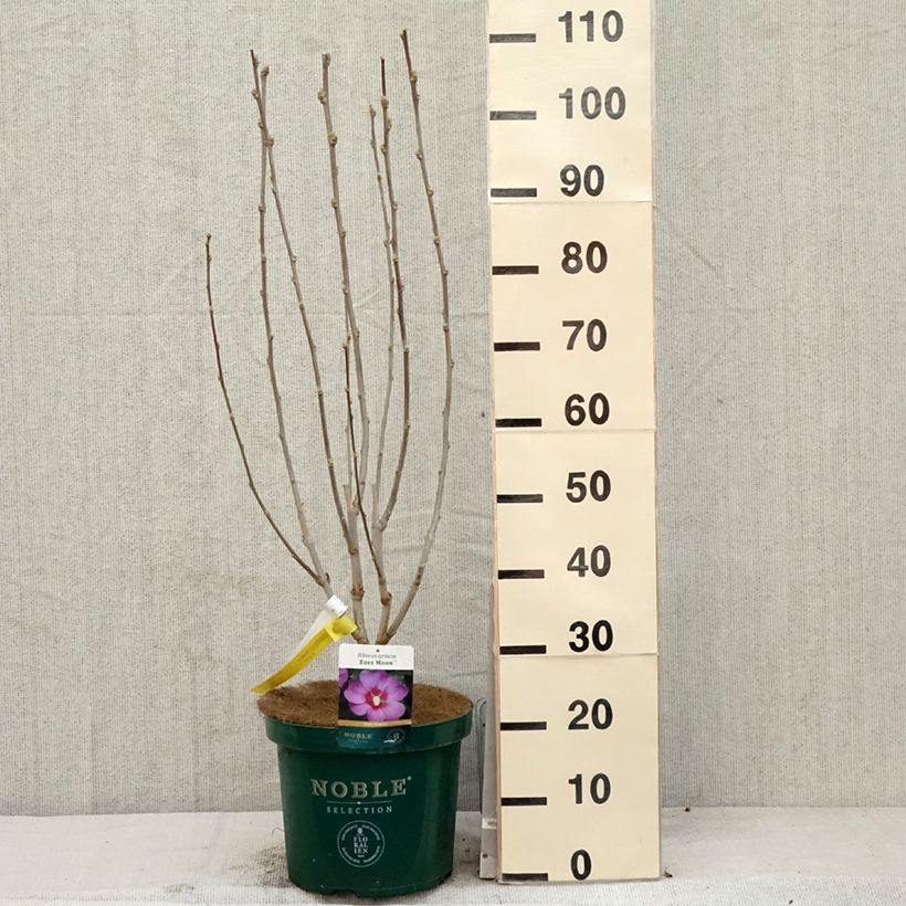 Spécimen de Hibiscus Rose Moon - Althéa rose à coeur rouge Pot de 7,5L/10L tel que livré au printemps