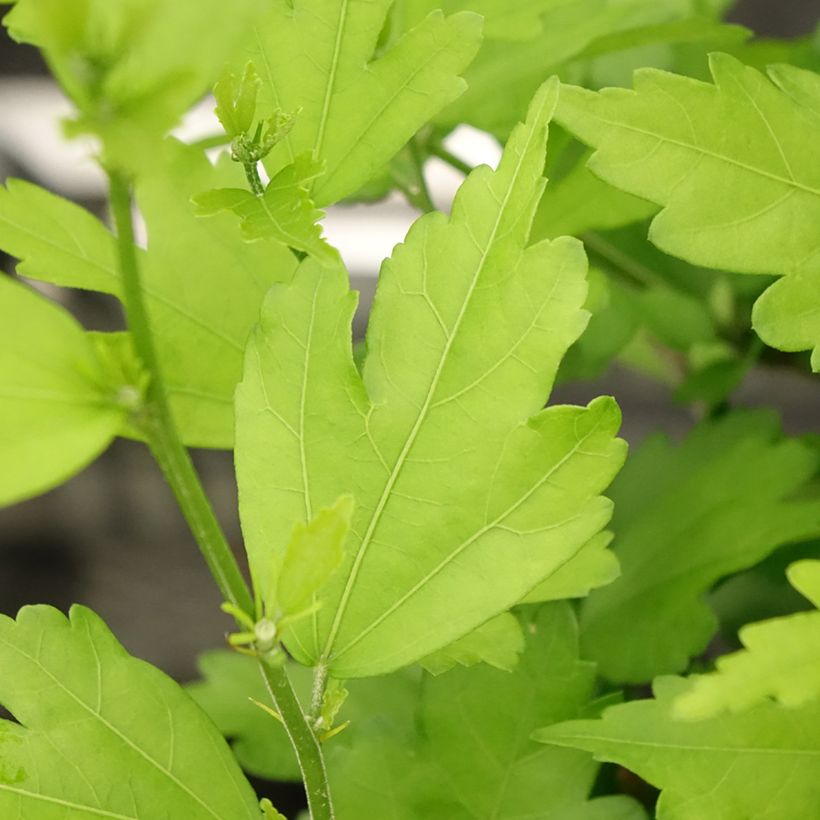 HIbiscus Russian Violet (II) - Althea rose violacé (Feuillage)