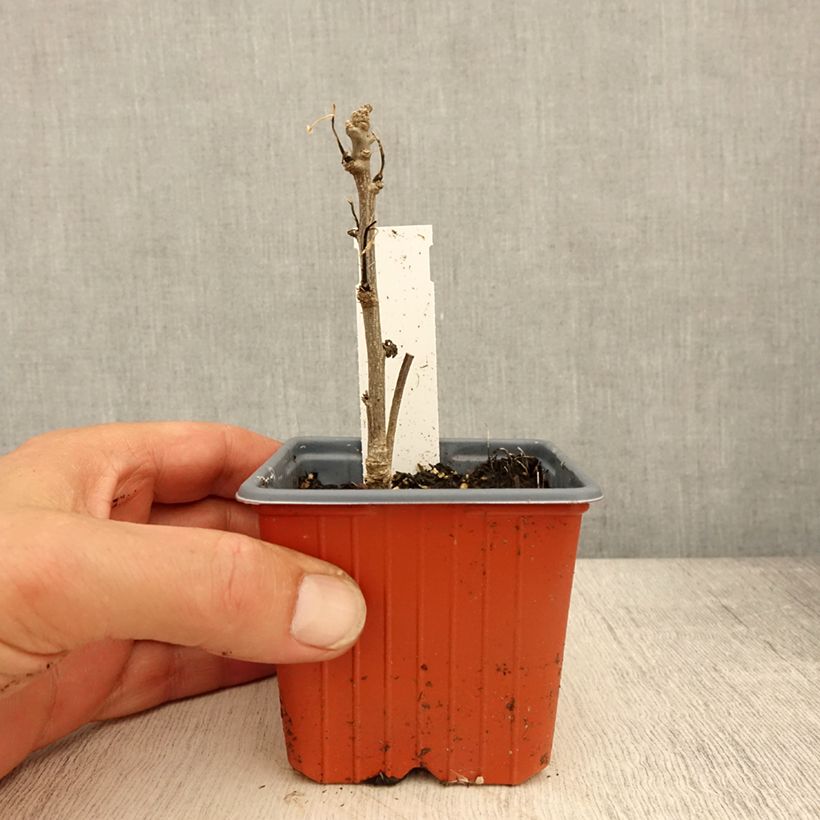 Spécimen de Hibiscus syriacus Admiral Dewey - Althéa blanc double Godet de 8/9 cm tel que livré au printemps