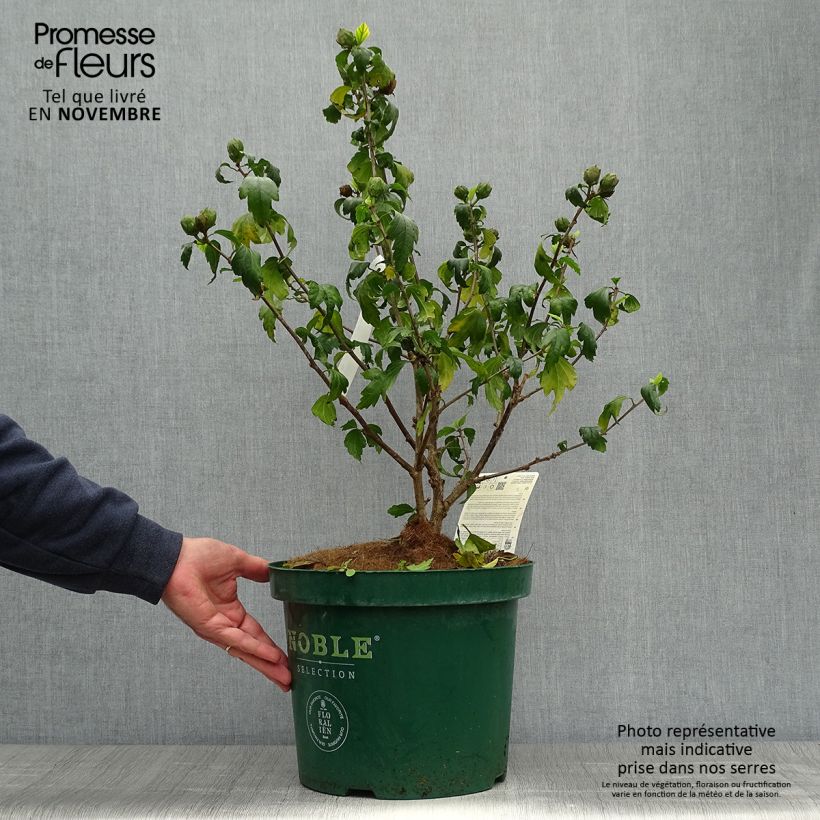 Spécimen de Hibiscus syriacus Blue Chiffon - Althea bleu double Pot de 7,5L/10L tel que livré en automne