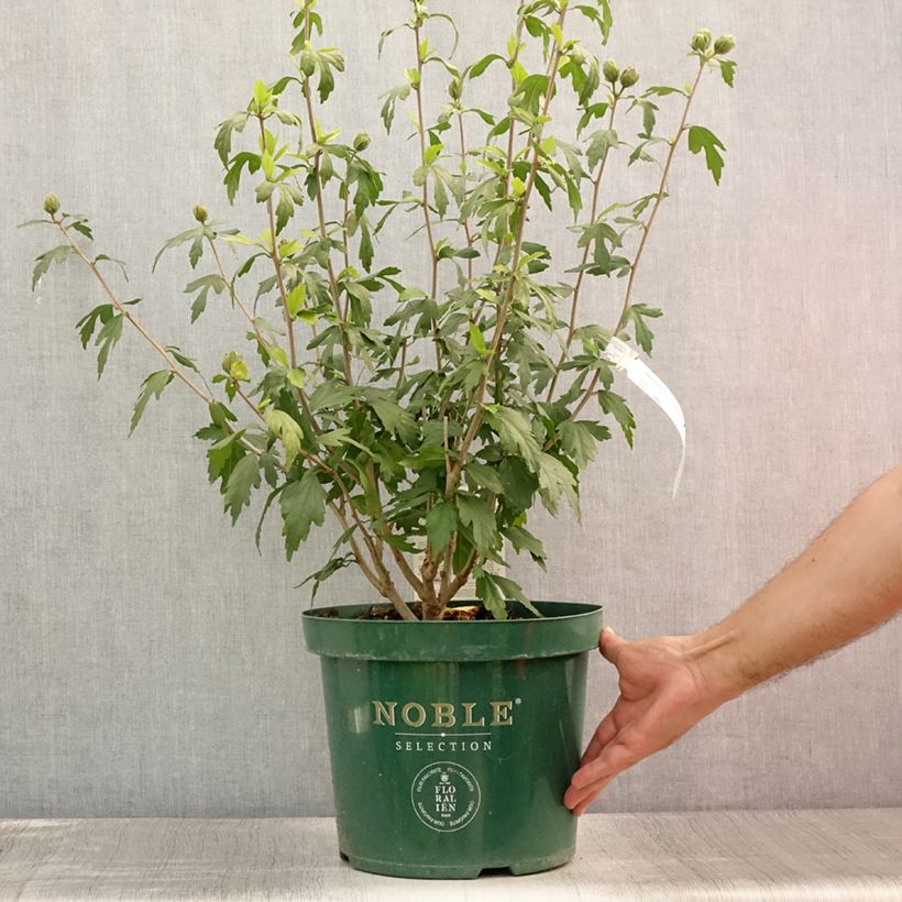 Spécimen de Hibiscus syriacus Blue Chiffon - Althea bleu double Pot de 6L/7L tel que livré en été