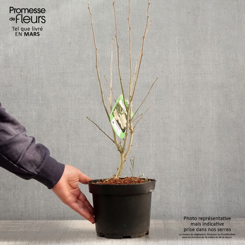 Spécimen de Hibiscus syriacus Diana - Althéa blanc Pot de 3L/4L tel que livré au printemps