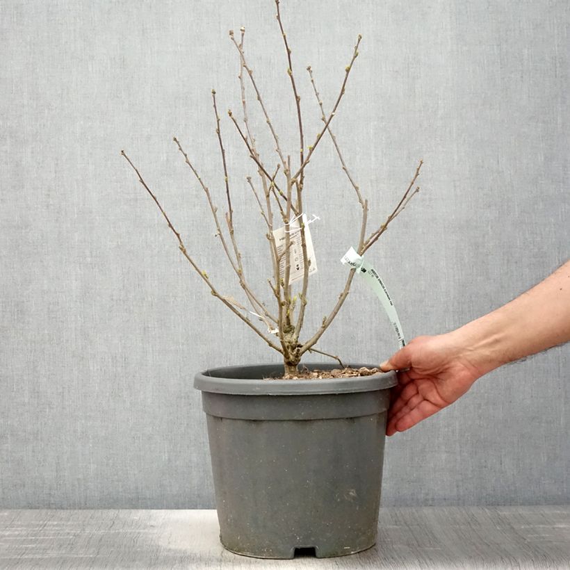 Spécimen de Hibiscus syriacus Eléonore - Althéa simple, blanc pur Pot de 7,5L/10L tel que livré au printemps