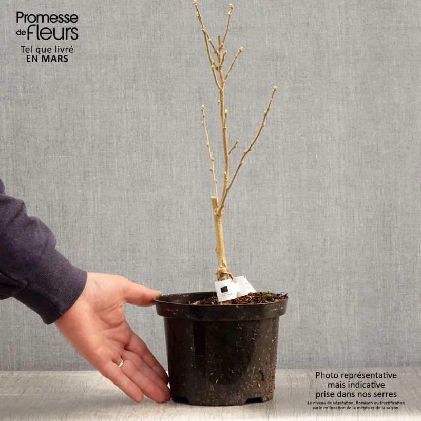 Spécimen de Hibiscus syriacus Flower Tower White - Althea blanc Pot de 1,5L/2L tel que livré au printemps