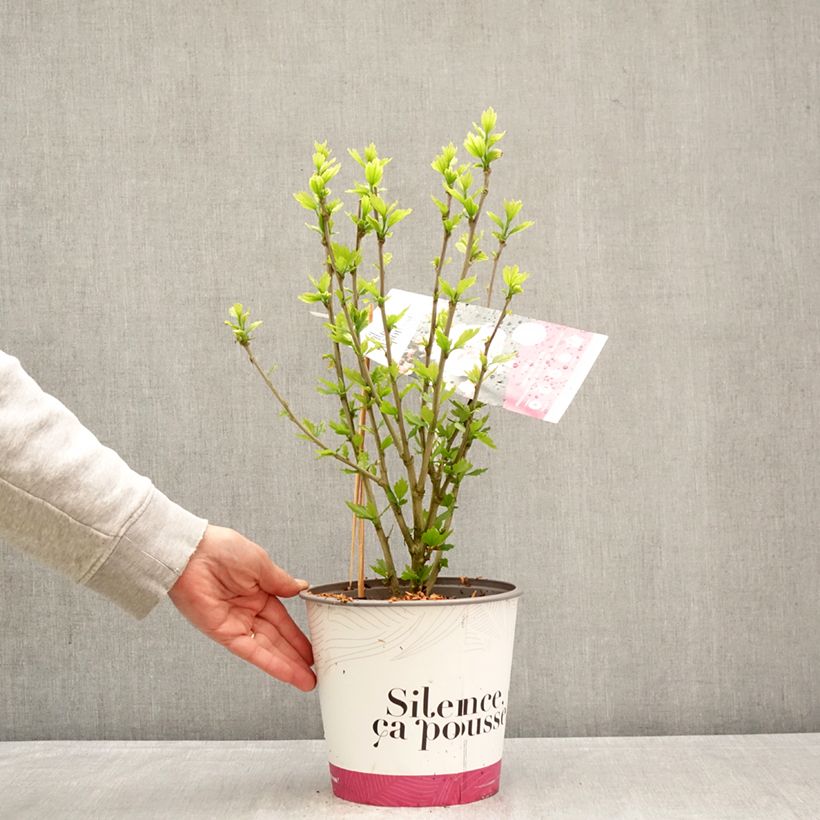 Spécimen de Hibiscus syriacus French Cabaret Pink - Althea double rose Pot de 4L/5L tel que livré au printemps