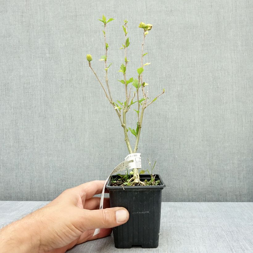 Spécimen de Hibiscus syriacus French Cabaret White - Althea double blanc Godet de 8/9 cm tel que livré en été