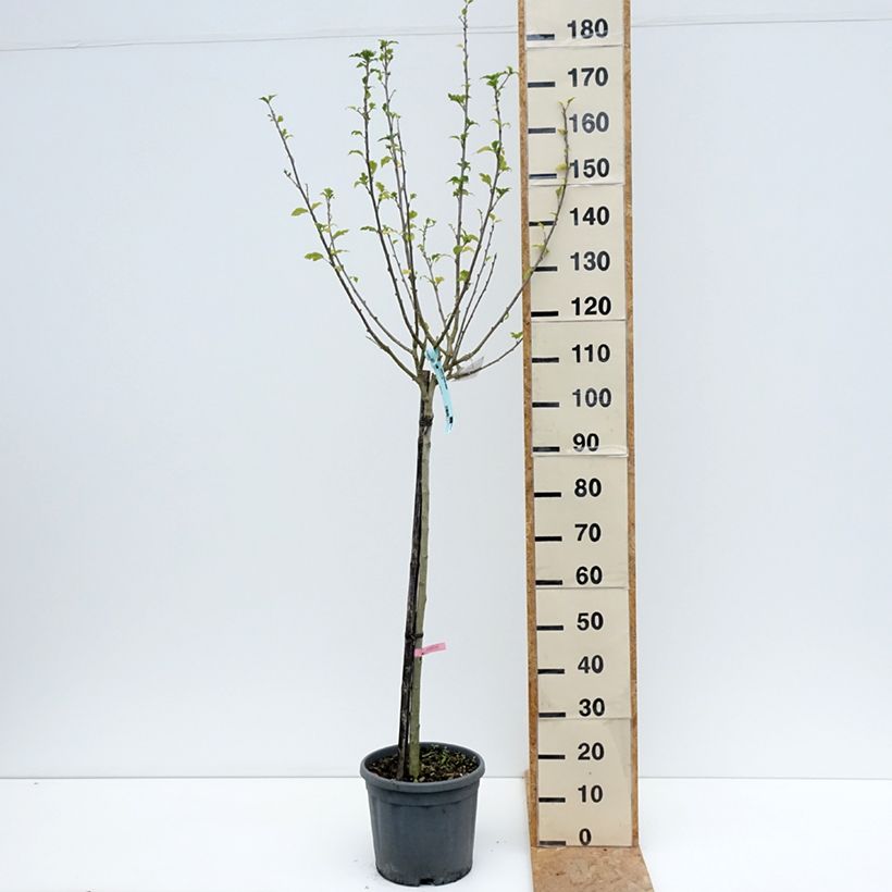 Spécimen de Hibiscus syriacus Hamabo - Althéa ou mauve en arbre Pot de 7,5L/10L, Demi-Tige tel que livré en été