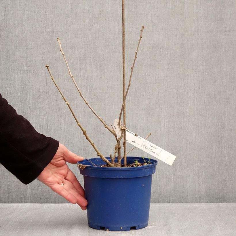 Spécimen de Hibiscus syriacus Hibisa Blanco - Althéa Pot de 3L/4L tel que livré en hiver