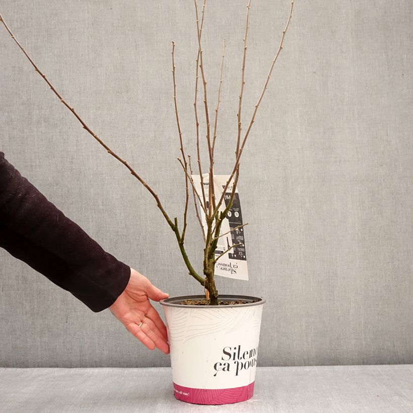 Spécimen de Hibiscus syriacus Igloo - Althéa double Pot de 4L/5L tel que livré en hiver